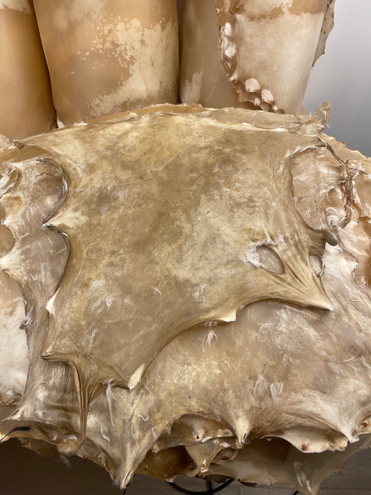 Hand tanned Goat-skin heads